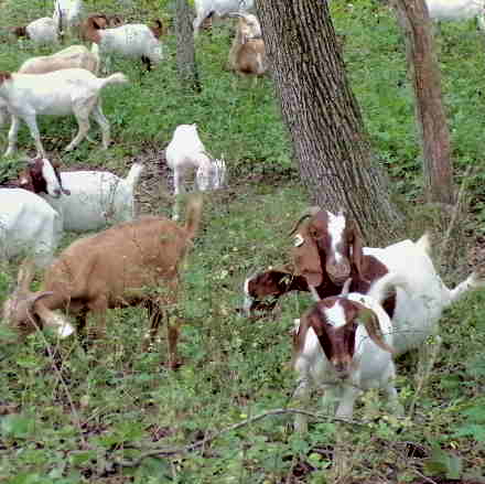 BLM, Grazing Permits, & Goat&nbsp;Rental
